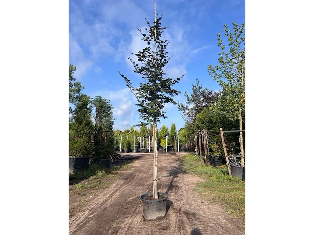 3x rode beuk, fagus 'atropunicea', hoogstam, roodbladig, ca. 5 m hoog - afbeelding 2 van  4