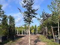 3x rode beuk, fagus 'atropunicea', hoogstam, roodbladig, ca. 5 m hoog - afbeelding 2 van  4