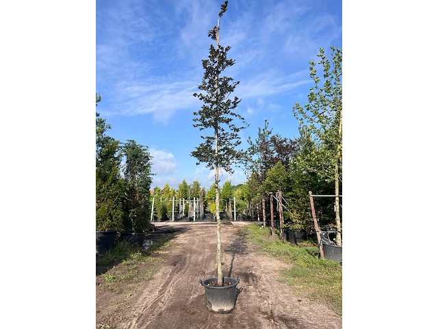 3x rode beuk, fagus 'atropunicea', hoogstam, roodbladig, ca. 5 m hoog - afbeelding 3 van  4