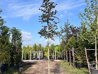 3x rode beuk, fagus 'atropunicea', hoogstam, roodbladig, ca. 5 m hoog - afbeelding 3 van  4