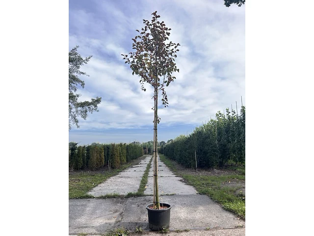 3x sierappel, malus 'mokum', bloesemboom, ca. 3 m hoog - afbeelding 1 van  5