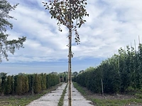 3x sierappel, malus 'mokum', bloesemboom, ca. 3 m hoog