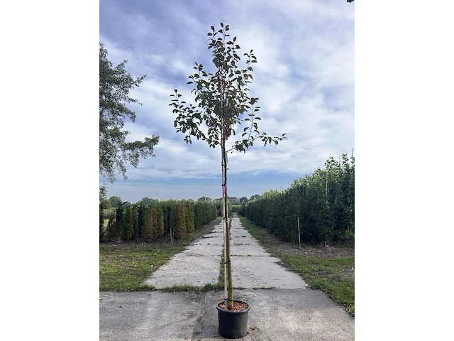 3x sierappel, malus 'mokum', bloesemboom, ca. 3 m hoog - afbeelding 2 van  5