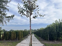 3x sierappel, malus 'mokum', bloesemboom, ca. 3 m hoog - afbeelding 2 van  5