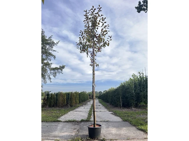 3x sierappel, malus 'mokum', bloesemboom, ca. 3 m hoog - afbeelding 3 van  5