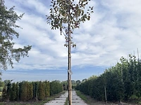 3x sierappel, malus 'mokum', bloesemboom, ca. 3 m hoog - afbeelding 3 van  5