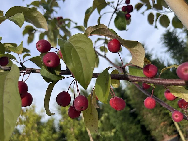 3x sierappel, malus 'mokum', bloesemboom, ca. 3 m hoog - afbeelding 4 van  5