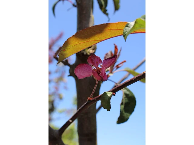 3x sierappel, malus 'mokum', bloesemboom, ca. 3 m hoog - afbeelding 5 van  5