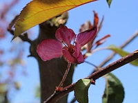 3x sierappel, malus 'mokum', bloesemboom, ca. 3 m hoog - afbeelding 5 van  5