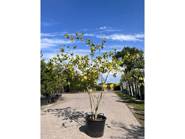 3x sierstruik, cercis canadensis, e.a., sierheester, bloei/herfstverkleuring, ca. 150-200 cm hoog - afbeelding 1 van  5
