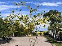 3x sierstruik, cercis canadensis, e.a., sierheester, bloei/herfstverkleuring, ca. 150-200 cm hoog