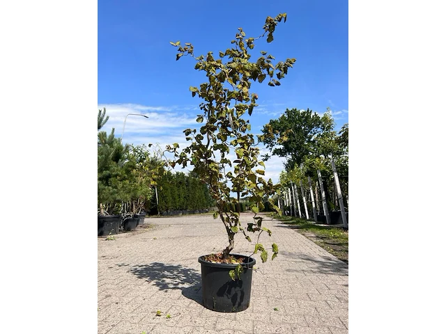 3x sierstruik, cercis canadensis, e.a., sierheester, bloei/herfstverkleuring, ca. 150-200 cm hoog - afbeelding 2 van  5