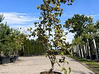 3x sierstruik, cercis canadensis, e.a., sierheester, bloei/herfstverkleuring, ca. 150-200 cm hoog - afbeelding 2 van  5