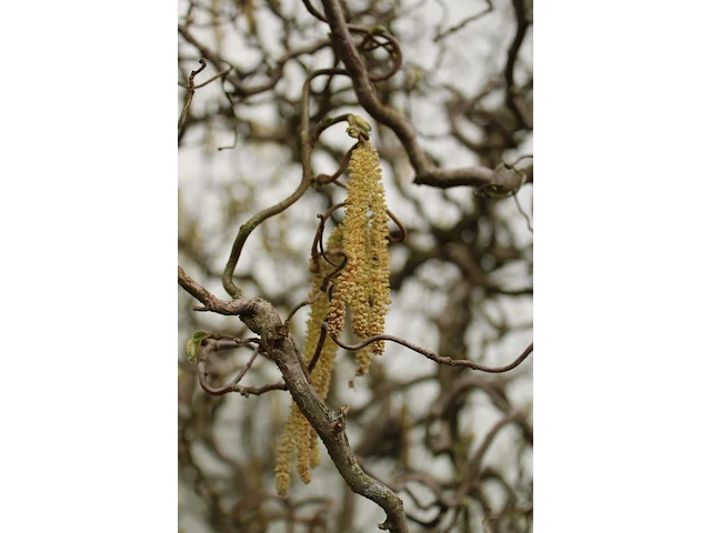 3x sierstruik, cercis canadensis, e.a., sierheester, bloei/herfstverkleuring, ca. 150-200 cm hoog - afbeelding 3 van  5