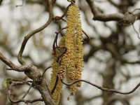 3x sierstruik, cercis canadensis, e.a., sierheester, bloei/herfstverkleuring, ca. 150-200 cm hoog - afbeelding 3 van  5