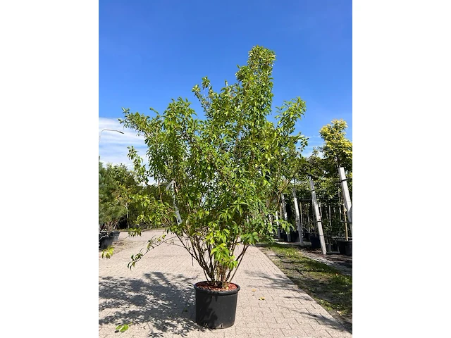 3x sierstruik, cercis canadensis, e.a., sierheester, bloei/herfstverkleuring, ca. 150-200 cm hoog - afbeelding 4 van  5
