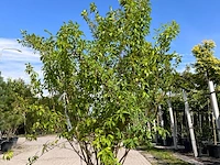 3x sierstruik, cercis canadensis, e.a., sierheester, bloei/herfstverkleuring, ca. 150-200 cm hoog - afbeelding 4 van  5
