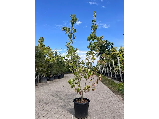 3x sierstruik, cotinus cog. 'royal purple' e.a., sierheester, bloei/herfstverkleuring, ca. 60-175 cm hoog - afbeelding 1 van  4