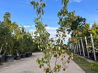 3x sierstruik, cotinus cog. 'royal purple' e.a., sierheester, bloei/herfstverkleuring, ca. 60-175 cm hoog