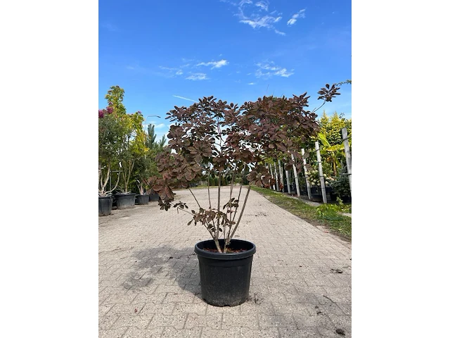3x sierstruik, cotinus cog. 'royal purple' e.a., sierheester, bloei/herfstverkleuring, ca. 60-175 cm hoog - afbeelding 2 van  4