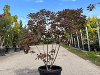 3x sierstruik, cotinus cog. 'royal purple' e.a., sierheester, bloei/herfstverkleuring, ca. 60-175 cm hoog - afbeelding 2 van  4