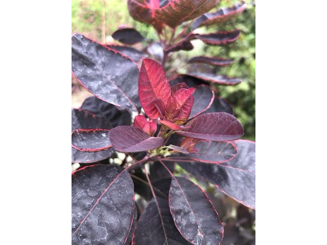3x sierstruik, cotinus cog. 'royal purple' e.a., sierheester, bloei/herfstverkleuring, ca. 60-175 cm hoog - afbeelding 3 van  4