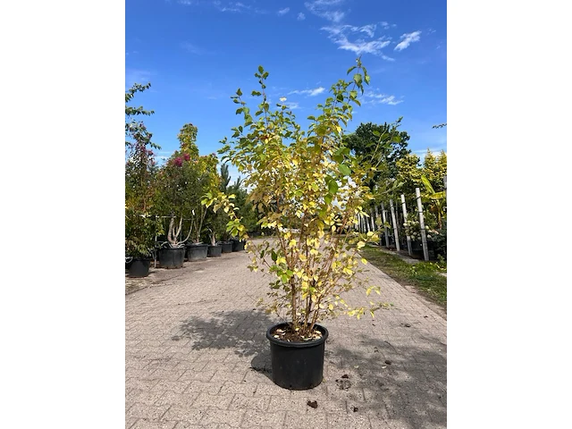 3x sierstruik, cotinus cog. 'royal purple' e.a., sierheester, bloei/herfstverkleuring, ca. 60-175 cm hoog - afbeelding 4 van  4