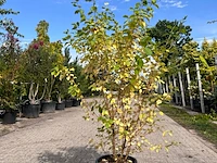 3x sierstruik, cotinus cog. 'royal purple' e.a., sierheester, bloei/herfstverkleuring, ca. 60-175 cm hoog - afbeelding 4 van  4