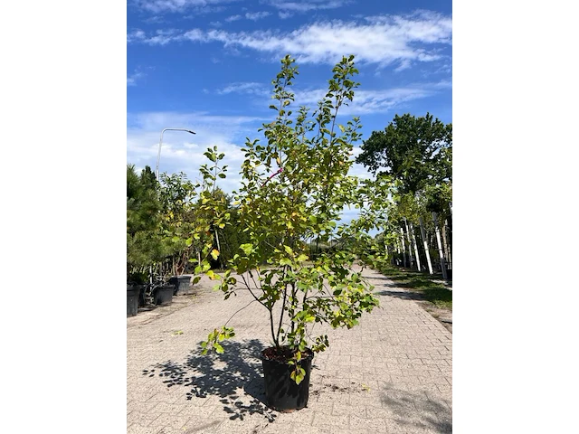3x sierstruik, euonymus europaeus, e.a., sierheester, bloei/herfstverkleuring, ca. 125-175 cm hoog - afbeelding 1 van  5
