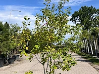 3x sierstruik, euonymus europaeus, e.a., sierheester, bloei/herfstverkleuring, ca. 125-175 cm hoog