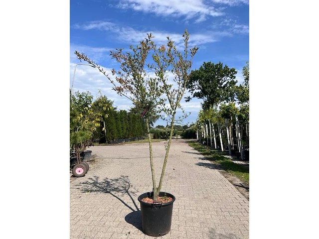 3x sierstruik, euonymus europaeus, e.a., sierheester, bloei/herfstverkleuring, ca. 125-175 cm hoog - afbeelding 2 van  5