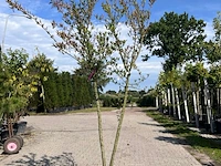 3x sierstruik, euonymus europaeus, e.a., sierheester, bloei/herfstverkleuring, ca. 125-175 cm hoog - afbeelding 2 van  5