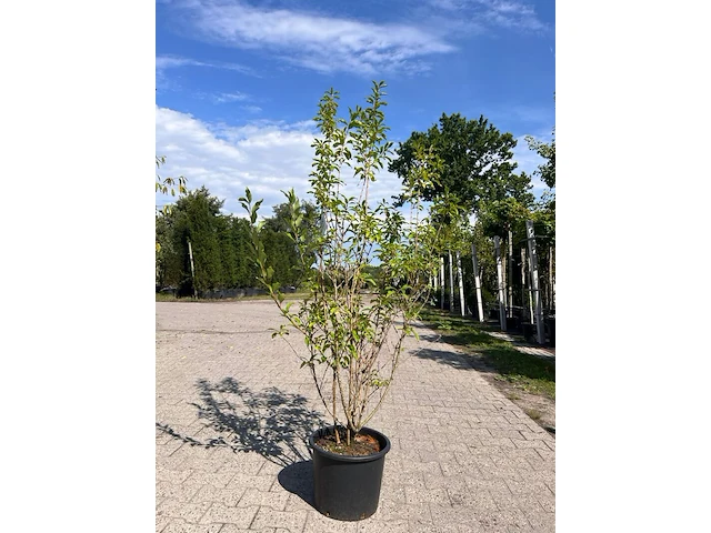 3x sierstruik, euonymus europaeus, e.a., sierheester, bloei/herfstverkleuring, ca. 125-175 cm hoog - afbeelding 4 van  5