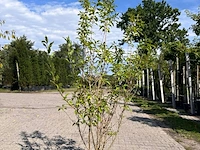 3x sierstruik, euonymus europaeus, e.a., sierheester, bloei/herfstverkleuring, ca. 125-175 cm hoog - afbeelding 4 van  5