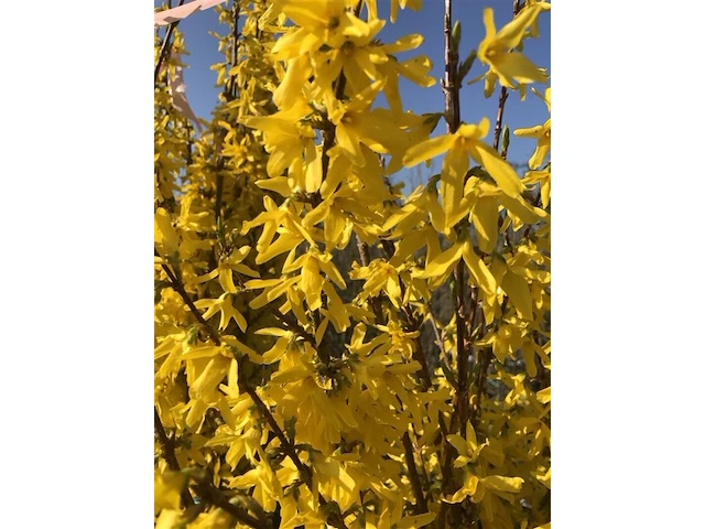 3x sierstruik, euonymus europaeus, e.a., sierheester, bloei/herfstverkleuring, ca. 125-175 cm hoog - afbeelding 5 van  5