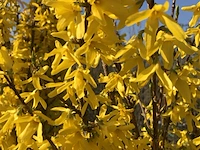3x sierstruik, euonymus europaeus, e.a., sierheester, bloei/herfstverkleuring, ca. 125-175 cm hoog - afbeelding 5 van  5