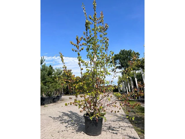3x sierstruik, forsythia intermedia, e.a., sierheester, bloei/herfstverkleuring, ca. 120-200 cm hoog - afbeelding 1 van  5