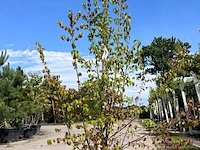 3x sierstruik, forsythia intermedia, e.a., sierheester, bloei/herfstverkleuring, ca. 120-200 cm hoog