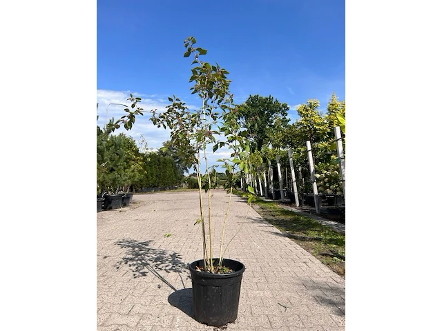 3x sierstruik, forsythia intermedia, e.a., sierheester, bloei/herfstverkleuring, ca. 120-200 cm hoog - afbeelding 3 van  5