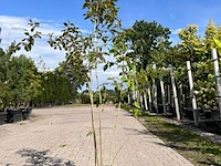 3x sierstruik, forsythia intermedia, e.a., sierheester, bloei/herfstverkleuring, ca. 120-200 cm hoog - afbeelding 3 van  5