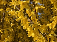 3x sierstruik, forsythia intermedia, e.a., sierheester, bloei/herfstverkleuring, ca. 120-200 cm hoog - afbeelding 4 van  5