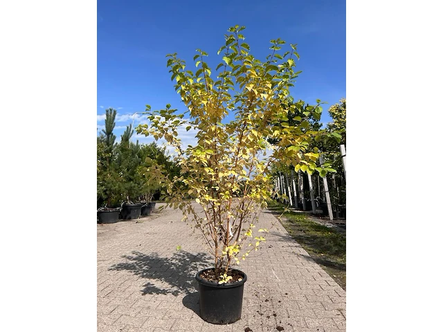 3x sierstruik, forsythia intermedia, e.a., sierheester, bloei/herfstverkleuring, ca. 120-200 cm hoog - afbeelding 5 van  5