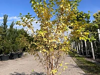 3x sierstruik, forsythia intermedia, e.a., sierheester, bloei/herfstverkleuring, ca. 120-200 cm hoog - afbeelding 5 van  5