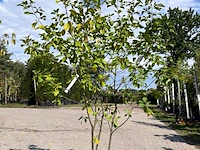 3x sierstruik, frangula alnus, e.a., sierheester, bloei/herfstverkleuring, ca. 150-225 cm hoog