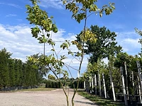 3x sierstruik, frangula alnus, e.a., sierheester, bloei/herfstverkleuring, ca. 150-225 cm hoog - afbeelding 3 van  4