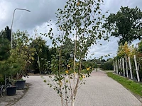 3x sierstruik, frangula alnus, e.a., sierheester, bloei/herfstverkleuring, ca. 150-225 cm hoog - afbeelding 4 van  4