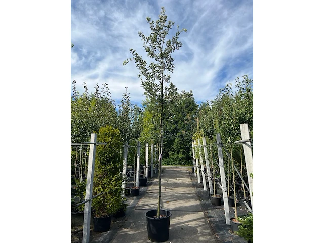 3x steeneik, quercus ilex, hoogstam, wintergroen, ca. 3.5 m hoog - afbeelding 1 van  3