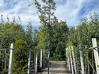 3x steeneik, quercus ilex, hoogstam, wintergroen, ca. 3.5 m hoog
