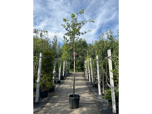 3x steeneik, quercus ilex, hoogstam, wintergroen, ca. 3.5 m hoog - afbeelding 2 van  3