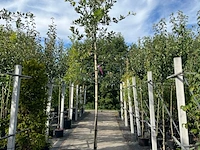 3x steeneik, quercus ilex, hoogstam, wintergroen, ca. 3.5 m hoog - afbeelding 2 van  3